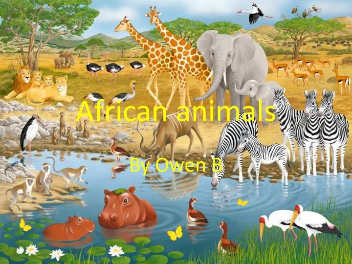 african animals powerpoint presentation