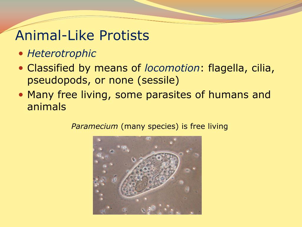 animal like protists with flagella