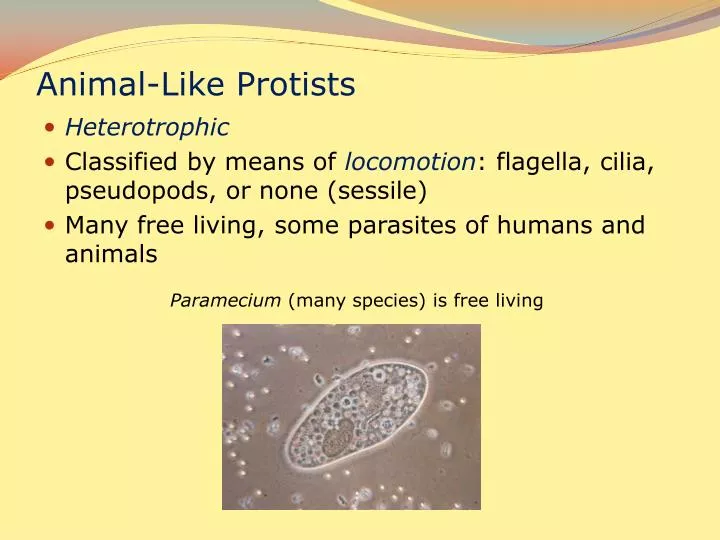 PPT - Animal-Like Protists PowerPoint Presentation, free download -  ID:2392127
