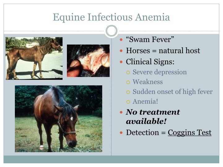 PPT Biosecurity on the Horse Farm PowerPoint Presentation ID2392377
