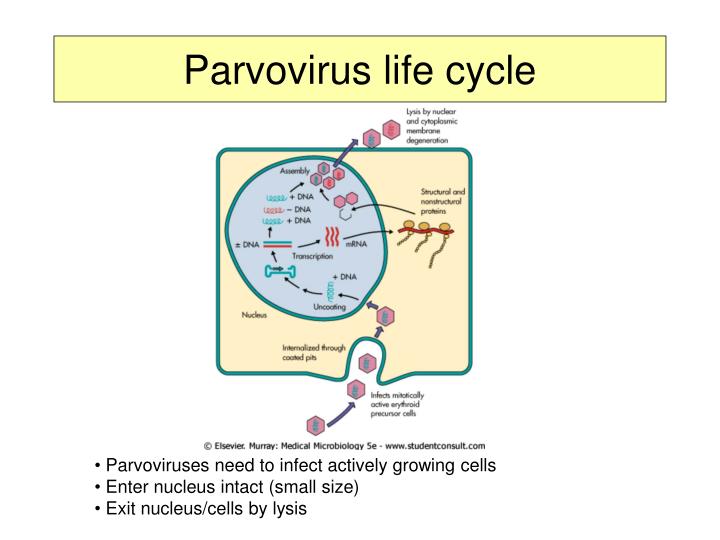 Canine Parvovirus Life Cycle