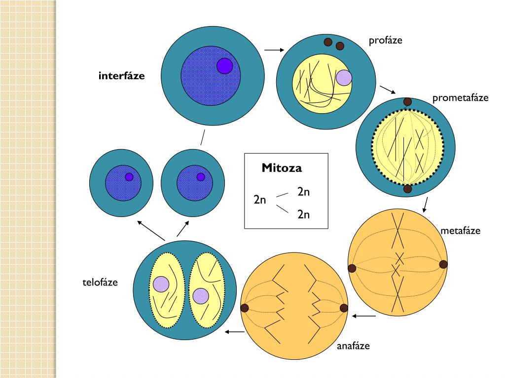 Какой набор в конце интерфазы. Схема строения хромосомы в метафазе митоза. Клетки находящиеся в интерфазе. Раковые клетки метафаза. Картинки хромосом в интерфазе.