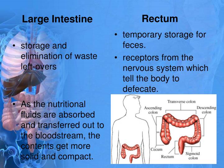 PPT - The Digestive System PowerPoint Presentation - ID:2393574