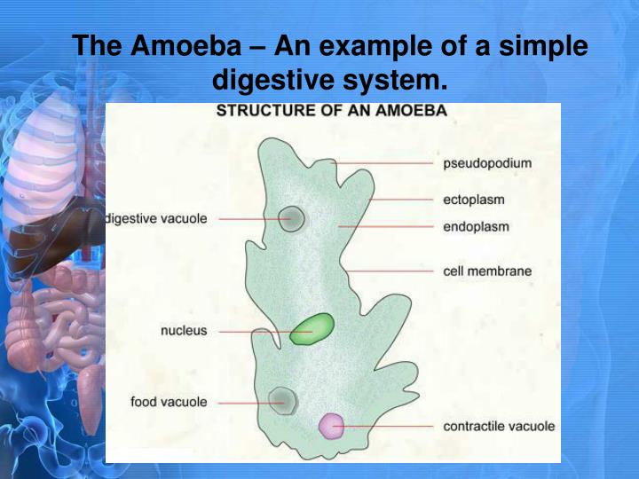 amoeba sisters digestive system worksheet