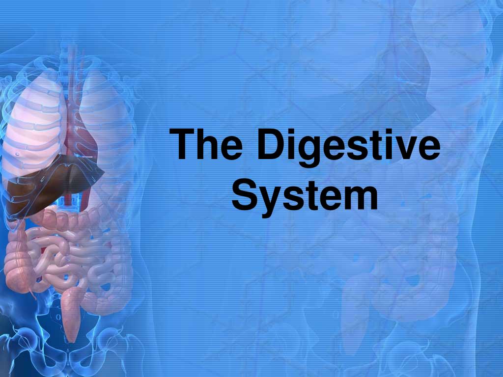 digestive system powerpoint presentation
