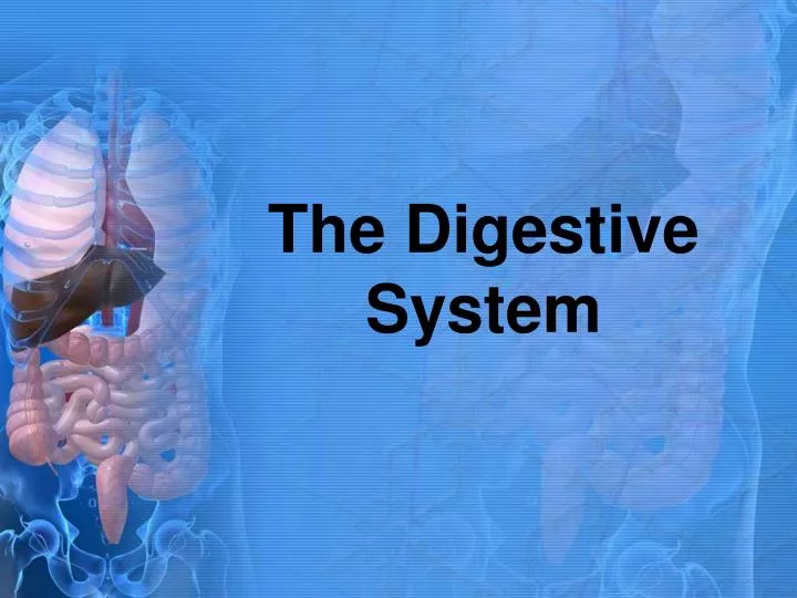 digestive system powerpoint presentation free download