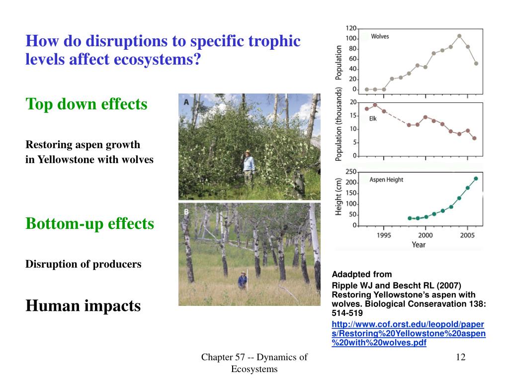 Chapter 57 โ Dynamics of Ecosystems Trophic levels Nutrient flow ... Biology Diagrams
