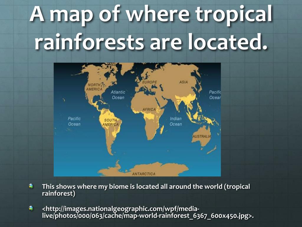 PPT - Tropical Rainforest!!! (biomes) PowerPoint ...