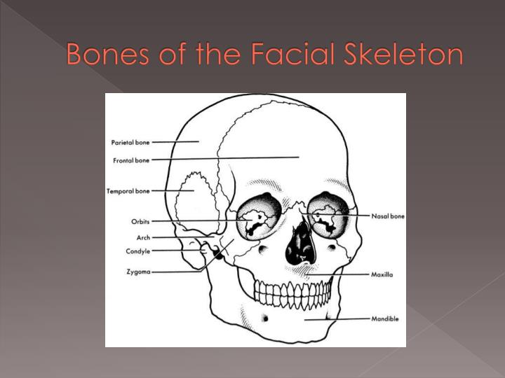 Come The facial skeleton you Think, The facial skeleton
