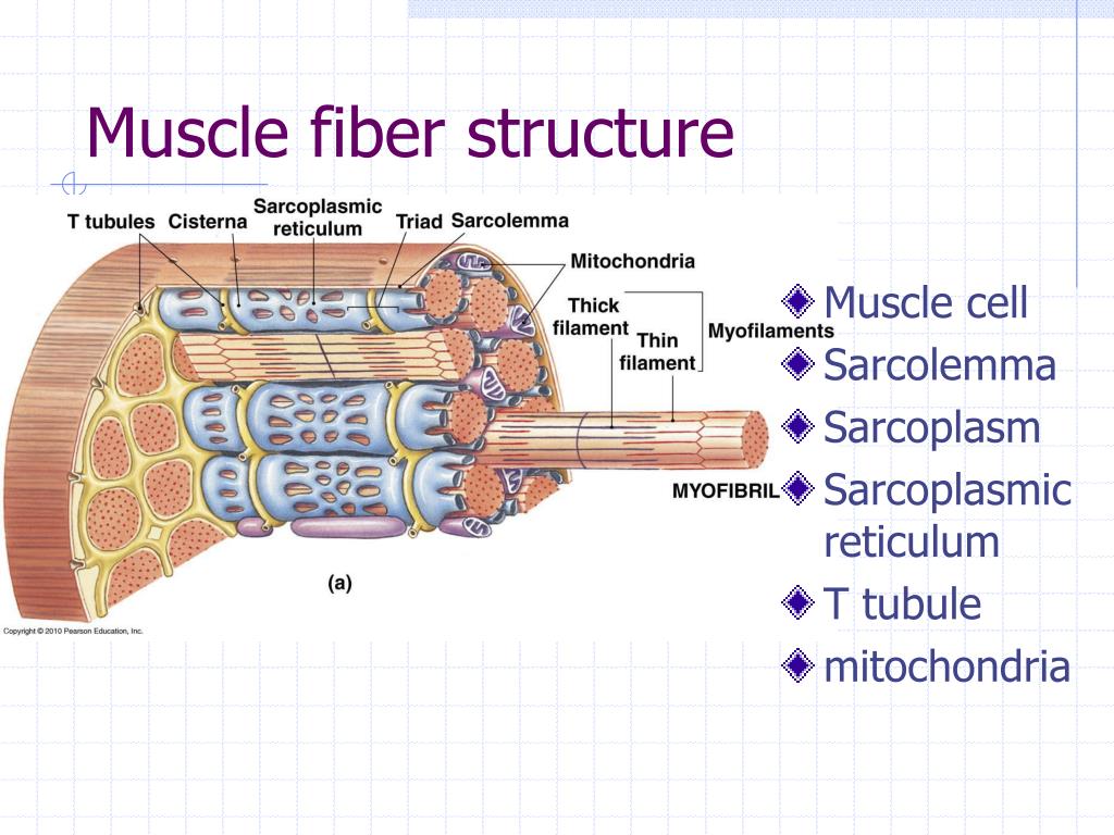 PPT - Muscle Physiology: The Actions of the Sarcomere. PowerPoint