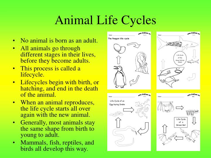 PPT Ch. 9 Metamorphosis PowerPoint Presentation ID2396490