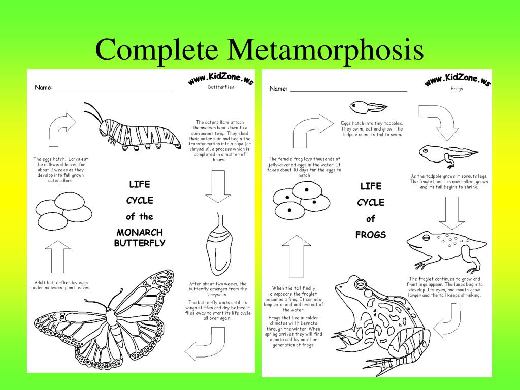 the metamorphosis essay outline