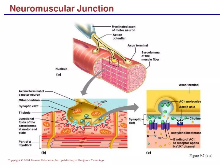 neuromuscular junction n.