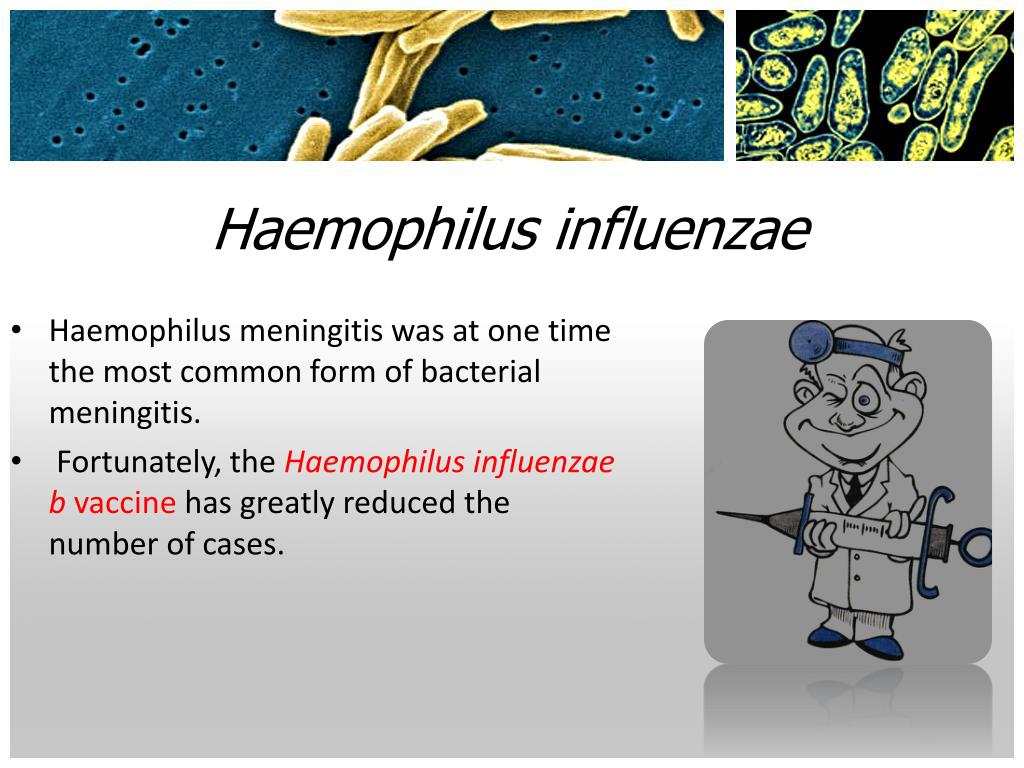 Haemophilus influenzae 10. Гемофилюс инфлюэнца в мазке из зева.