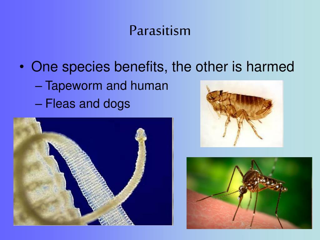 PPT Relationships Between Organisms PowerPoint Presentation Free Download ID