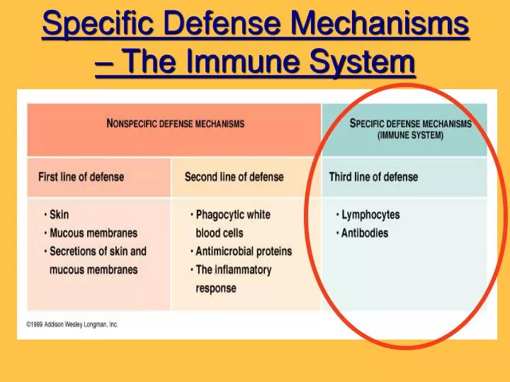 PPT Specific Defense Mechanisms The Immune System