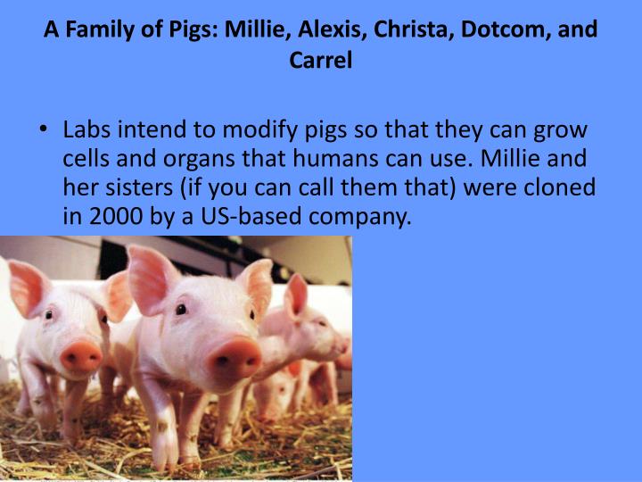 PPT - How can you clone animals PowerPoint Presentation - ID:2400122