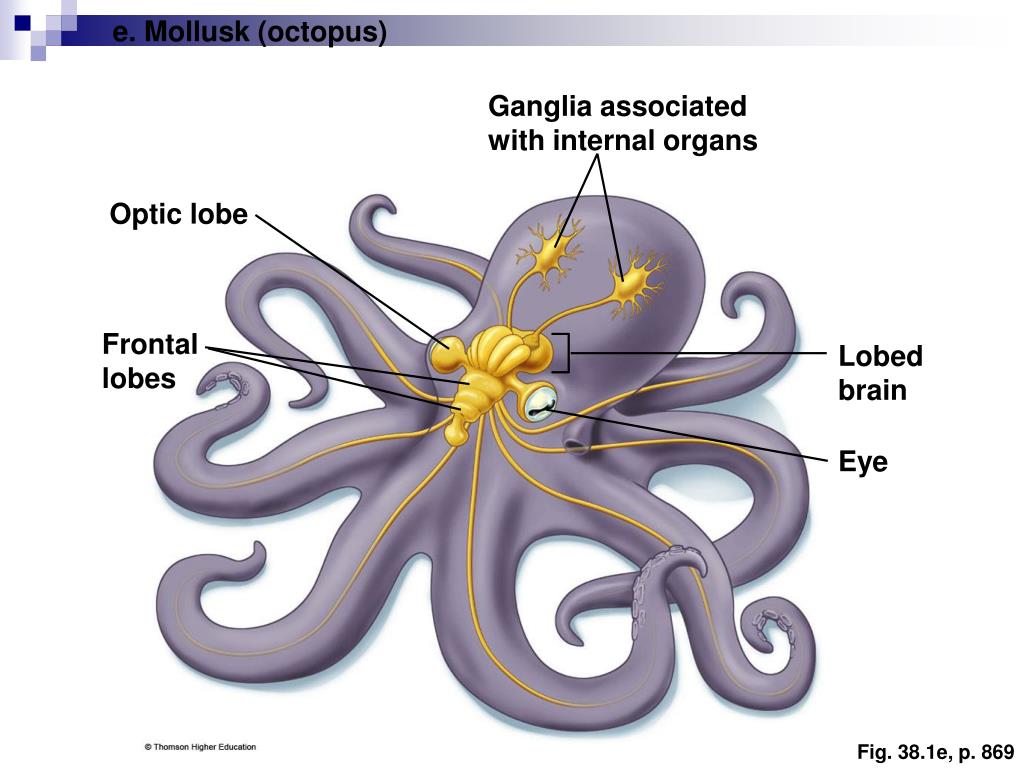 Сердце головоногих. Головоногие строение нервной системы. Нервная система головоногих. Строение нервной системы головоногих моллюсков. Головной мозг головоногих моллюсков.