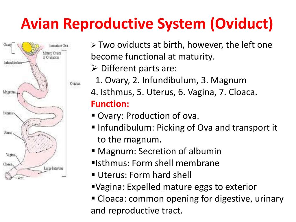 PPT Female Reproductive System of mammals PowerPoint Presentation