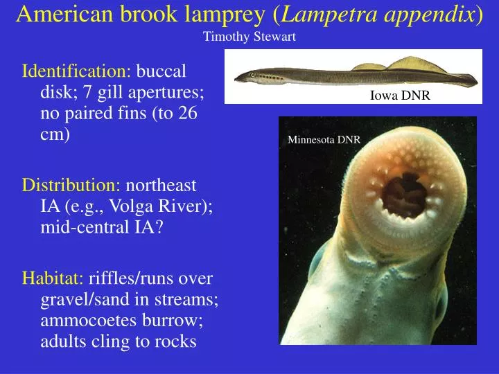 PPT - American brook lamprey ( Lampetra appendix ) Timothy Stewart ...