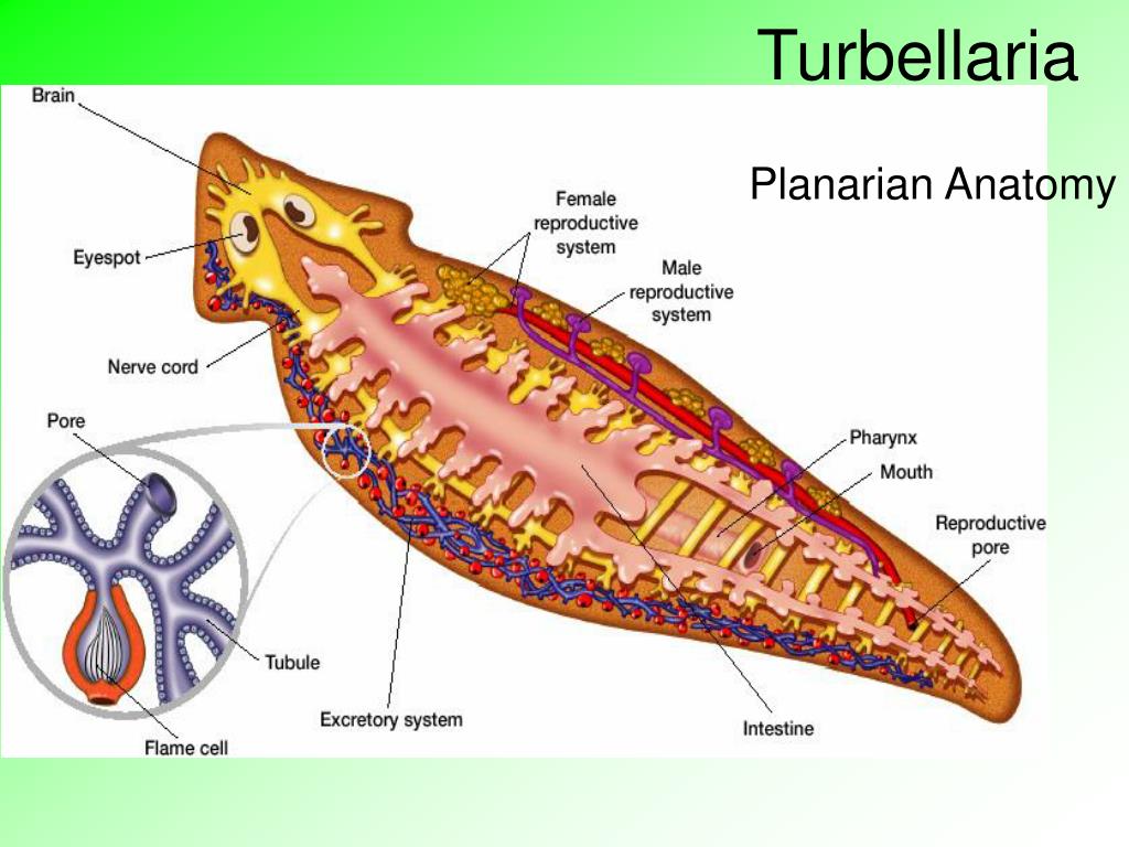 Planarian Anatomy