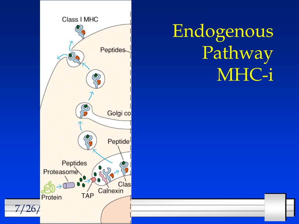PPT Antigen Processing Presentation PowerPoint Presentation Free 