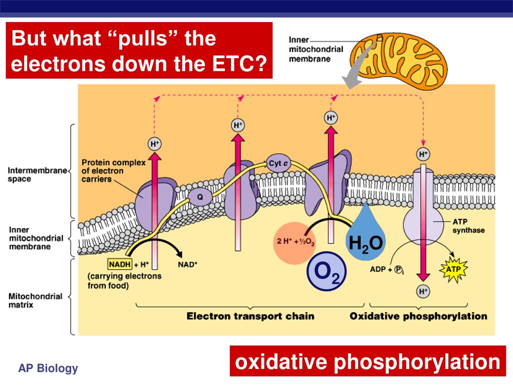 PPT - Cellular Respiration Stage 4: Electron Transport Chain PowerPoint ...