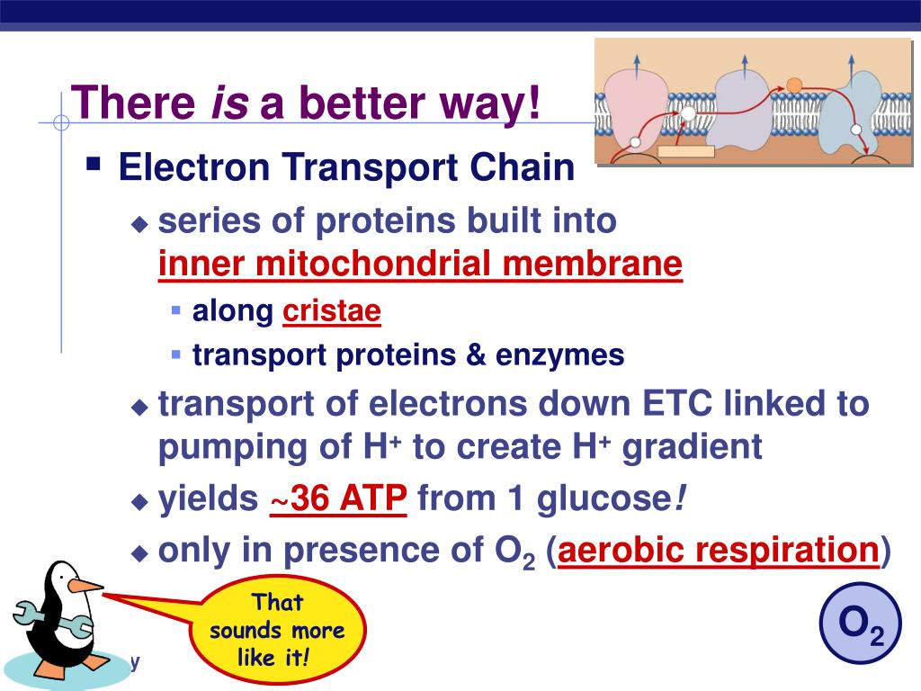 PPT - Cellular Respiration Stage 4: Electron Transport Chain PowerPoint ...