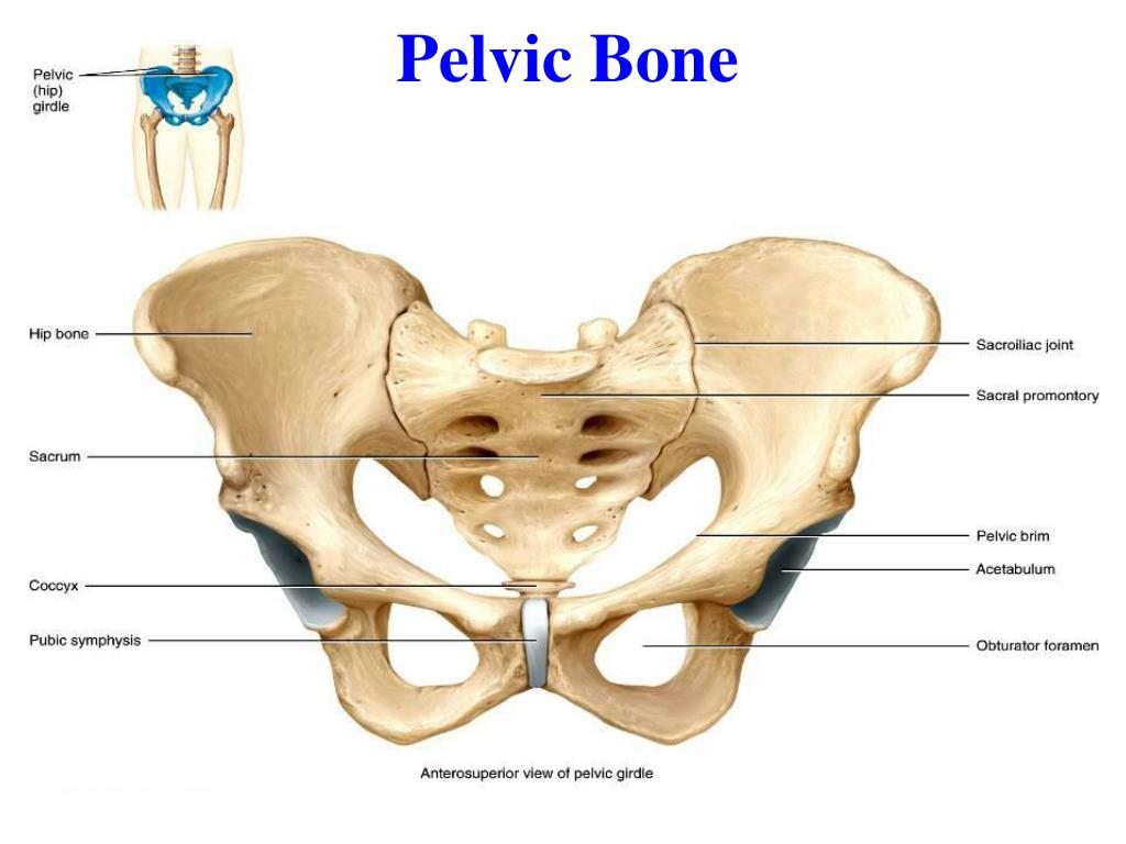 Posterior Features Pelvic Girdle  Pelvic girdle, Physiology, Subscapular  fossa