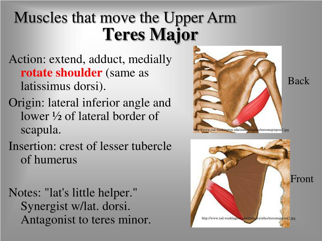 teres-major-muscle-attachments-action-innervation-major-muscles