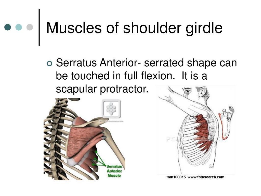 Shoulder Girdle Ligaments