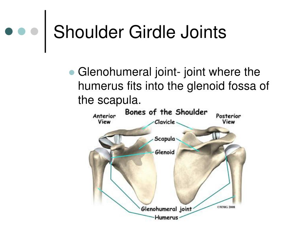 Shoulder Girdle Joints