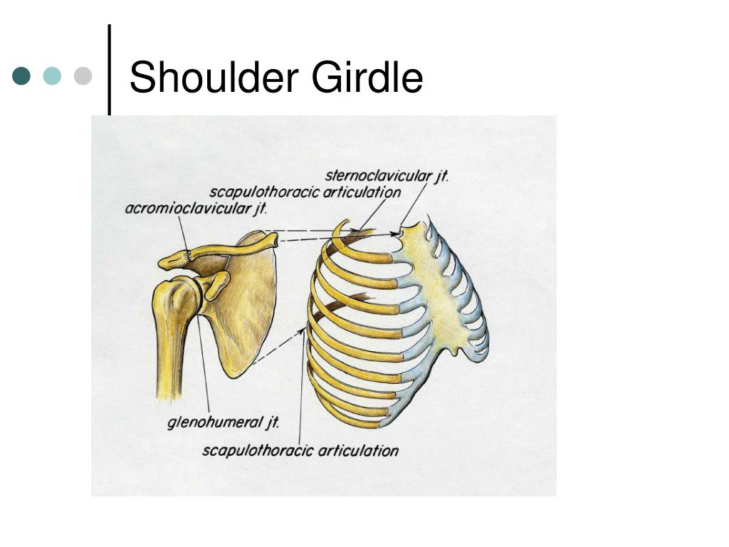 Diagram Of Shoulder Girdle The Pectoral Girdles Human Anatomy And