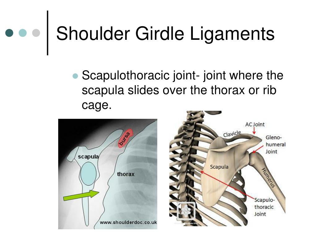 Ppt Shoulder Girdle Powerpoint Presentation Free Download Id2402845