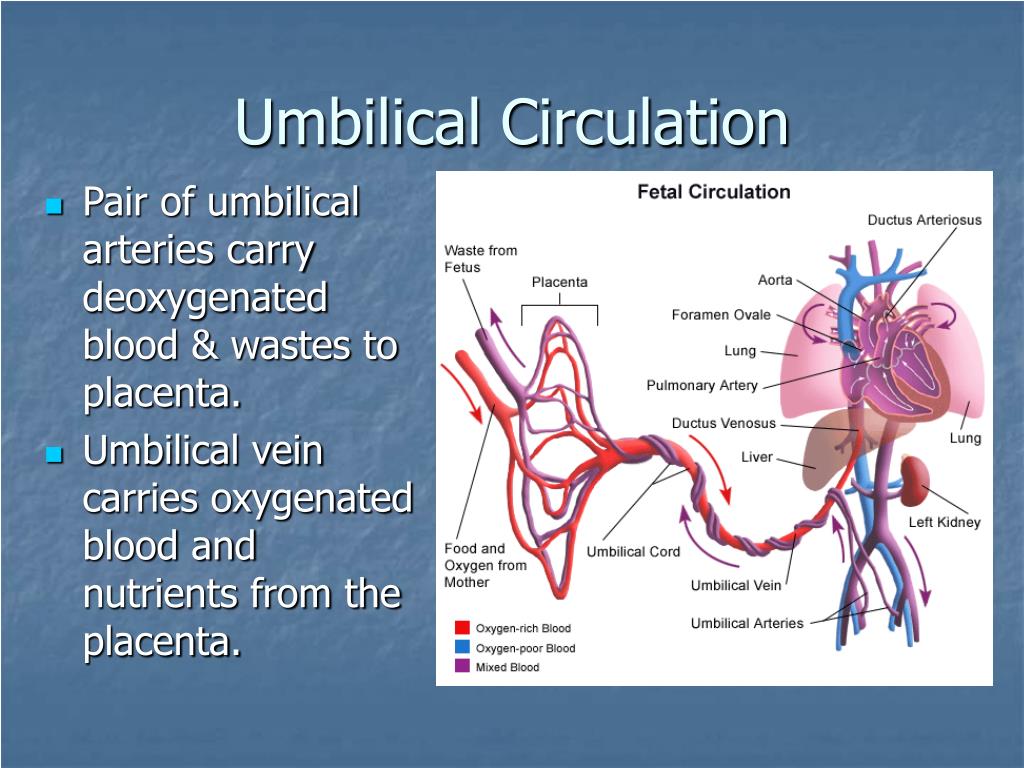 Fetal circulation