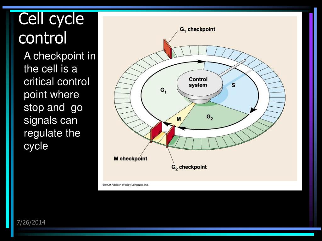 The Cell Cycle Control PowerPoint Presentation free download Biology Diagrams