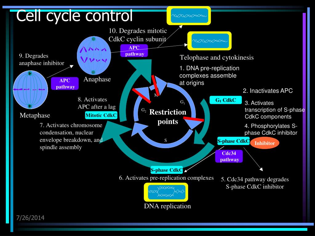 The Cell Cycle Control PowerPoint Presentation free download Biology Diagrams