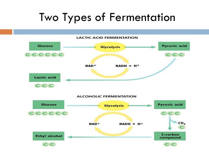 PPT - Two Types Of Fermentation N