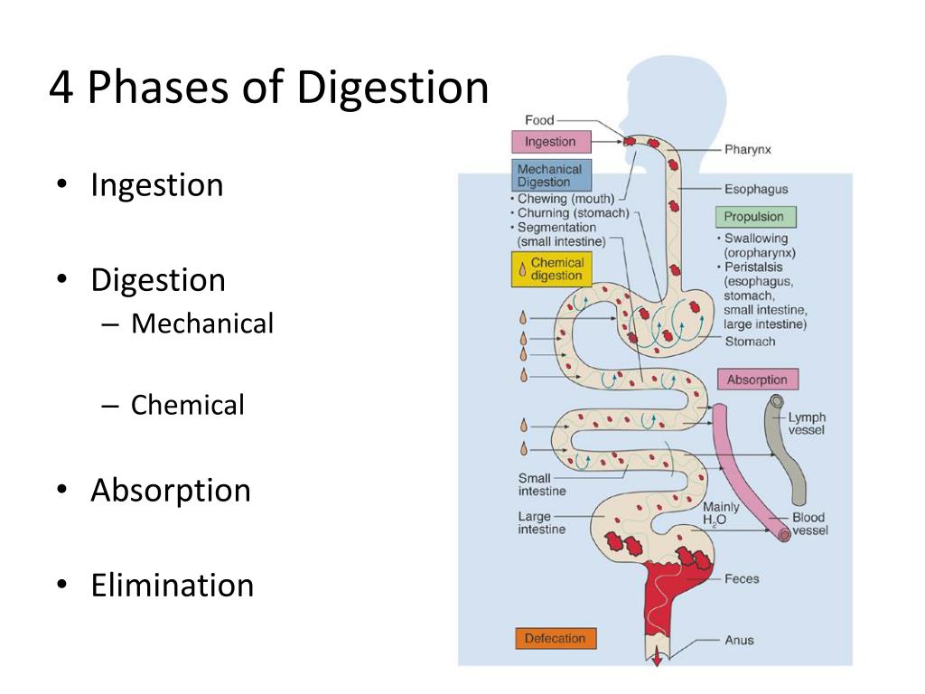 Phases Of Digestion