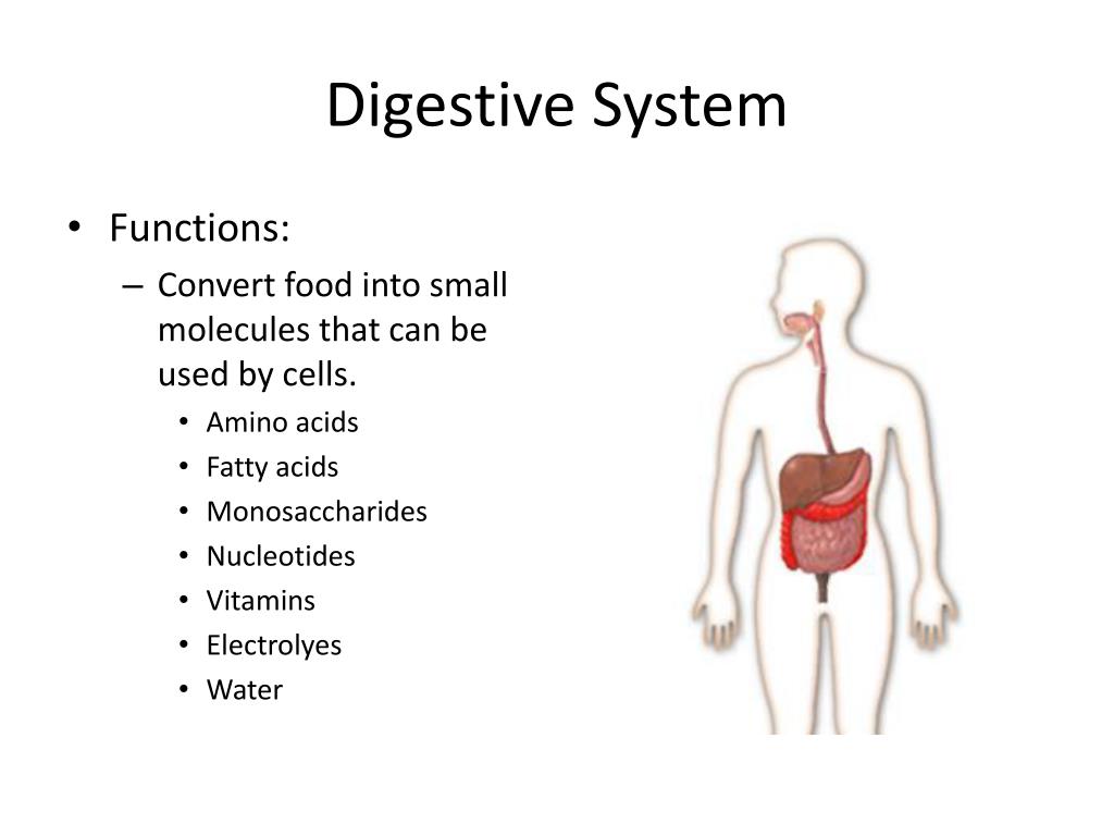 PPT - Digestive System PowerPoint Presentation, free download - ID:2406408