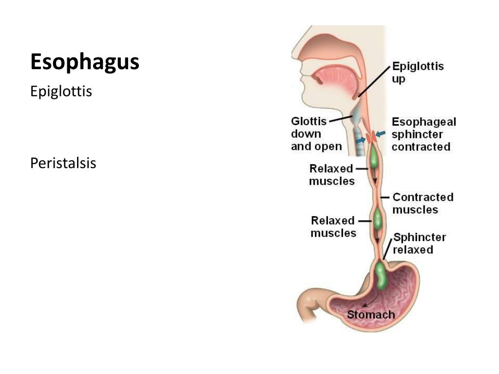 Ppt Digestive System Powerpoint Presentation Free Download Id2406408