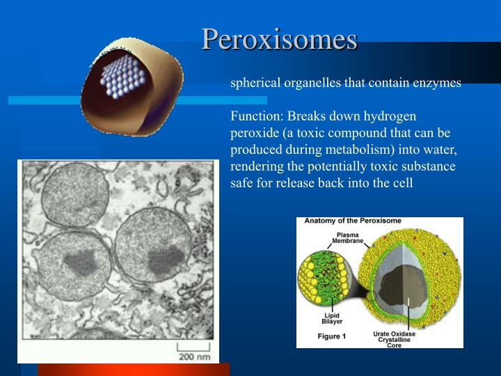 do plants and animals have enzyme that breaks down hydrogen peroxide do plants and animals have enzyme that breaks down hydrogen peroxide