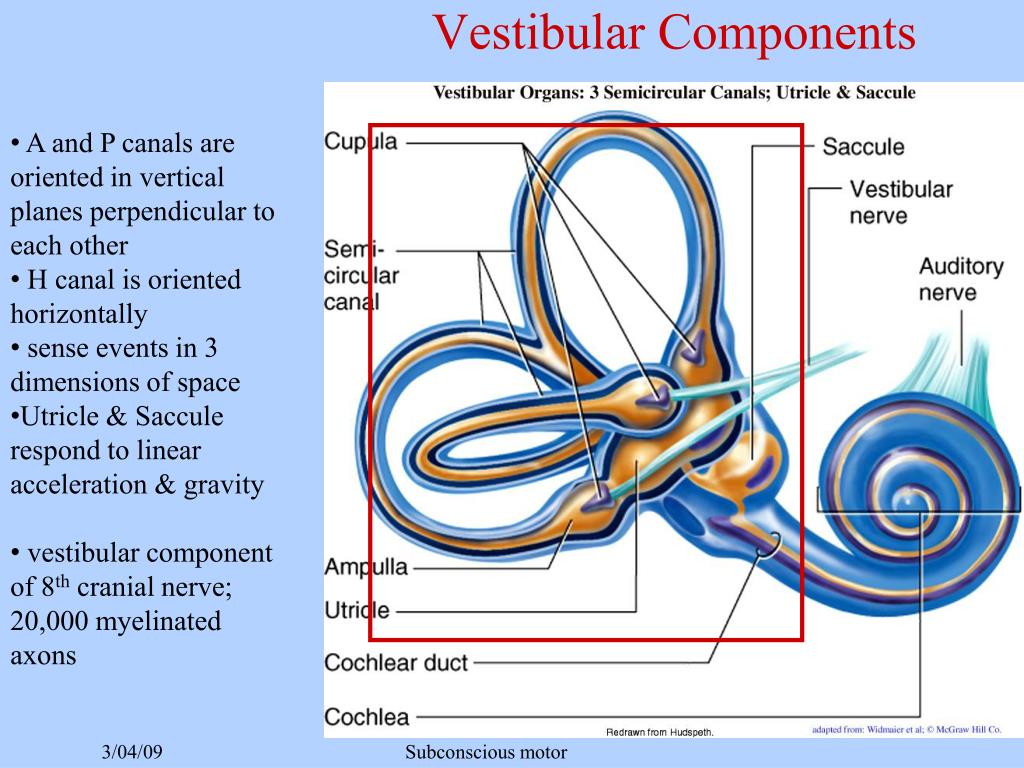 Ppt Vestibular System Powerpoint Presentation Free Download Id2408029