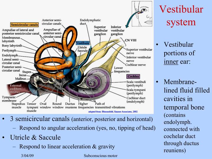 Ppt Vestibular System Powerpoint Presentation Id2408029