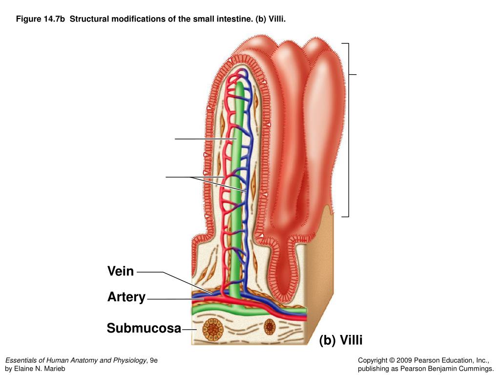 PPT - Figure 14.1 The human digestive system: Alimentary canal and