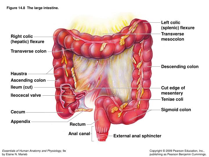 what is the correct order of the large intestine