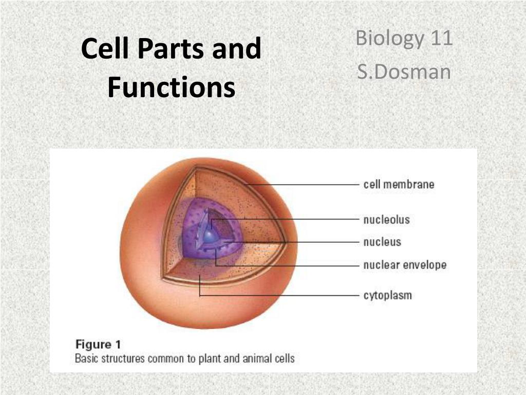 PPT - Cell Parts and Functions PowerPoint Presentation, free download -  ID:2408347