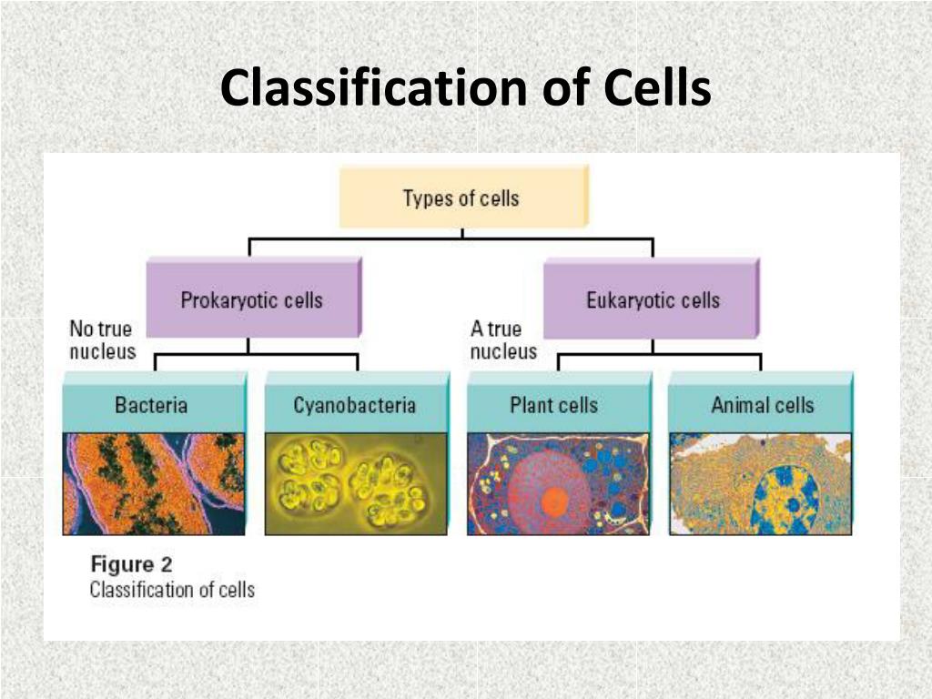 Stem Cell Classification Concept Map - United States Map