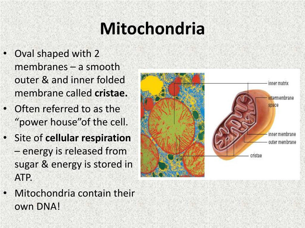 PPT - Cell Parts and Functions PowerPoint Presentation, free download ...