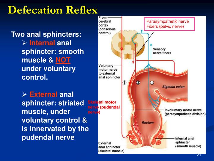 PPT - Motility function of the gastrointestinal system PowerPoint ...